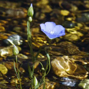 Blue flax Linum Flower