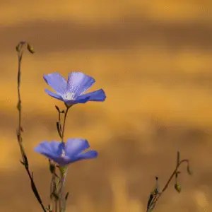 Blue flax Linum Flower
