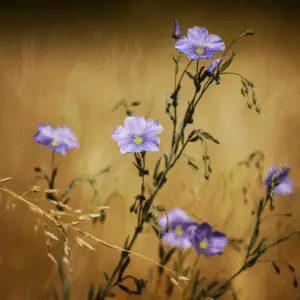 Blue flax Linum Flower