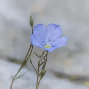 Blue flax Linum Flower
