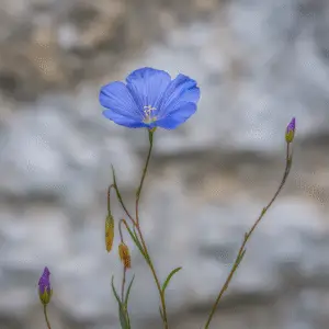 Blue flax Linum Flower