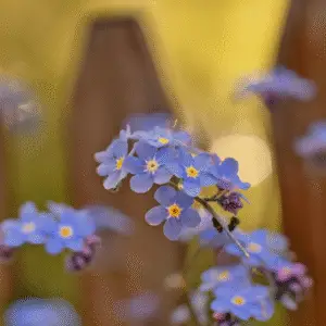 Blue forget-me-nots flowers