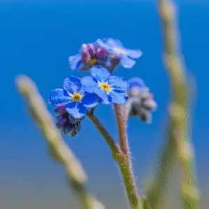 Forget-Me-Not