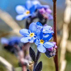 Blue forget-me-nots flowers