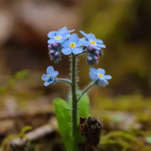 Delicate blue flowers with yellow centers