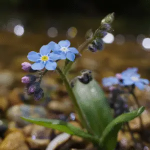 Blue forget-me-nots flowers