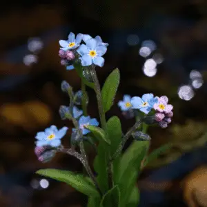 Blue forget-me-nots flowers