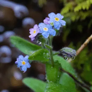 Blue forget-me-nots flowers