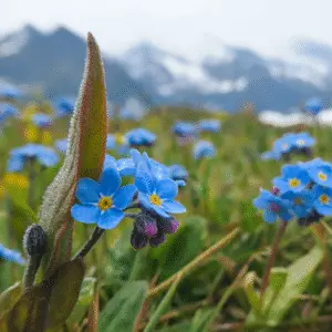 Blue forget-me-nots flowers