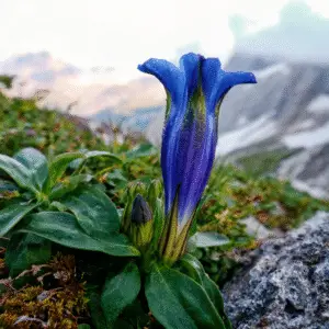 Blue gentian flower