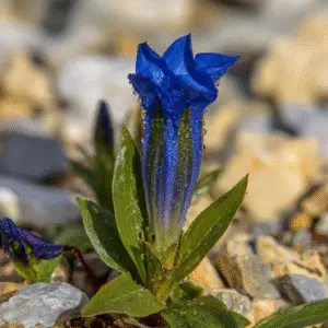 Gentian