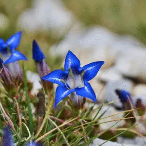 Blue gentian flower