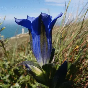 Gentian