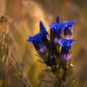 Blue gentian flower