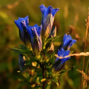 Blue gentian flower