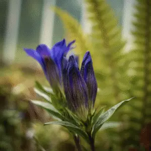 Blue gentian flower