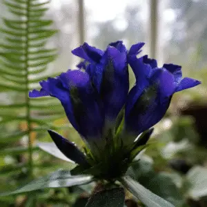 Gentian