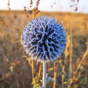 Blue globe thistle