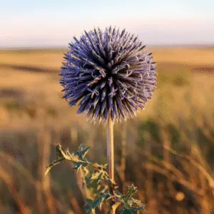 Globe Thistle