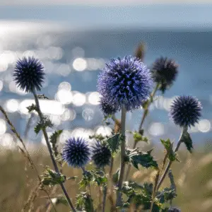 Blue globe thistle