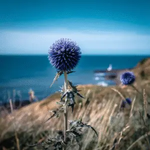 Globe Thistle