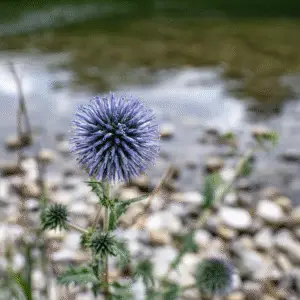 Blue globe thistle