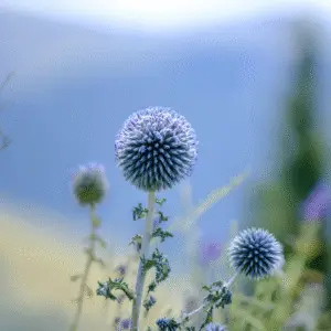 Blue globe thistle