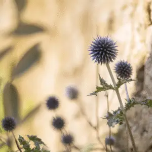 Globe Thistle