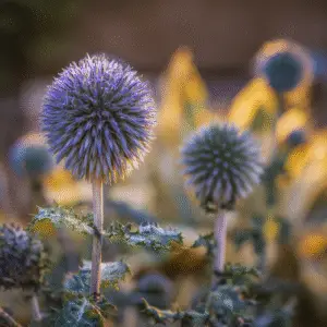 Globe Thistle