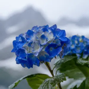 Blue hydrangea