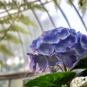 Blue hydrangea