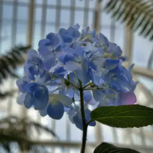 Bigleaf Hydrangea
