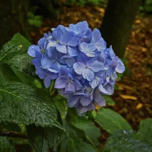 Blue hydrangea Flower