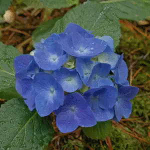 Bigleaf Hydrangea