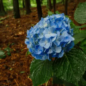 Blue hydrangea