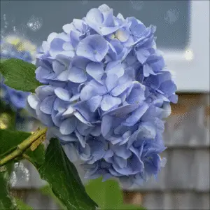 Bigleaf Hydrangea