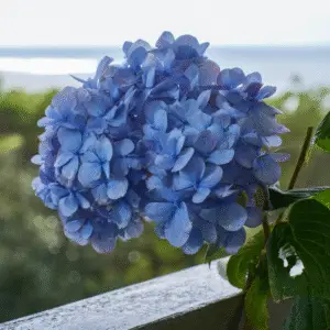 Blue hydrangea