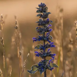 Blue mealycup sage flower