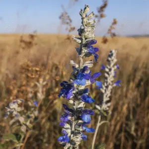 Blue Salvia (Mealycup Sage)