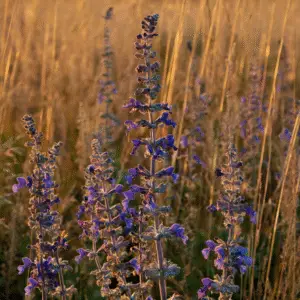 Blue mealycup sage flower