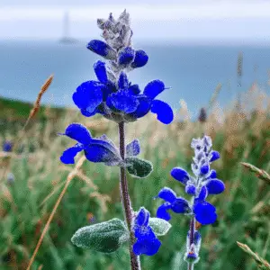 Blue mealycup sage flower