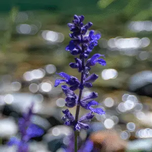 Blue mealycup sage flower