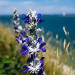Blue mealycup sage flower