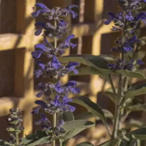 Blue Salvia (Mealycup Sage)