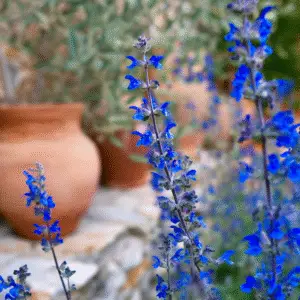 Blue mealycup sage flower