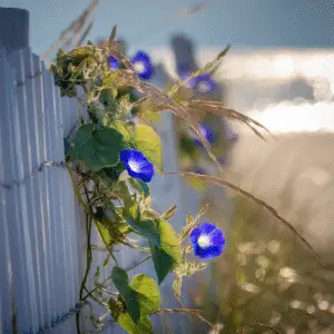 Blue morning glory flower
