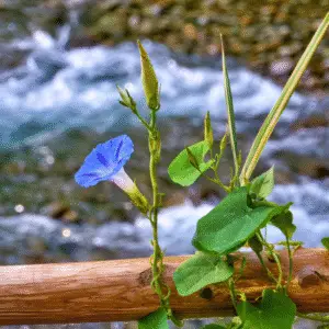 Morning Glory