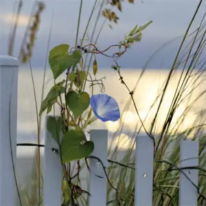 Blue morning glory flower