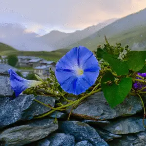 Morning Glory