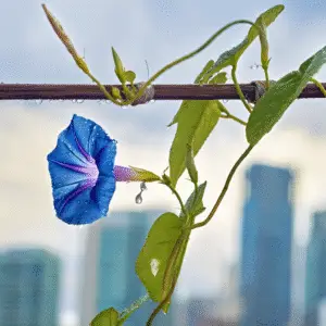 Blue morning glory flower